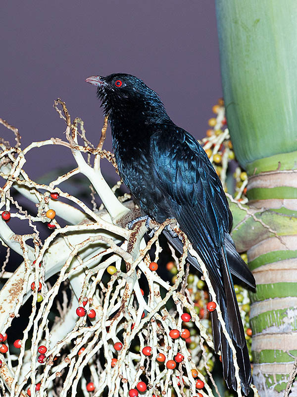 Eastern Koel (Eudynamys orientalis)